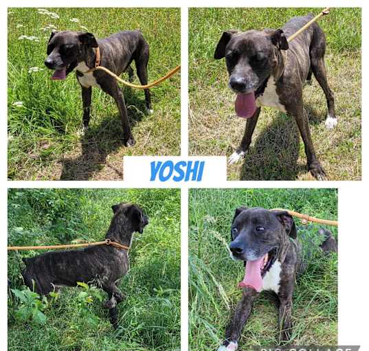 Photo of Yoshi