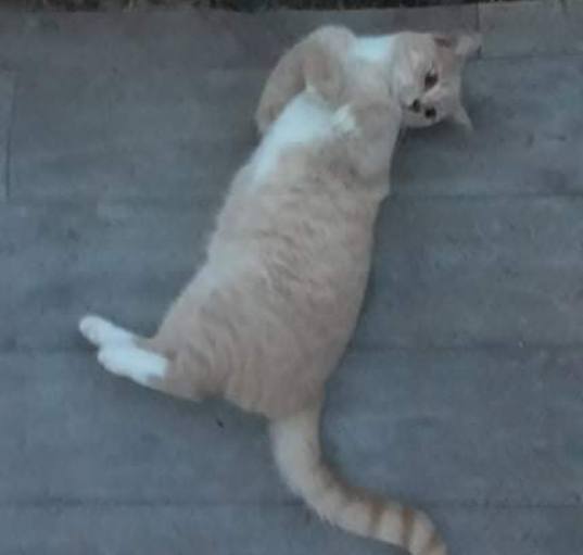 Photo of Dusty