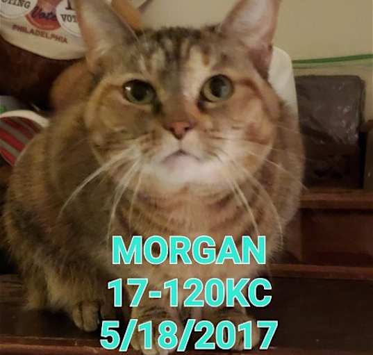 Photo of Morgan