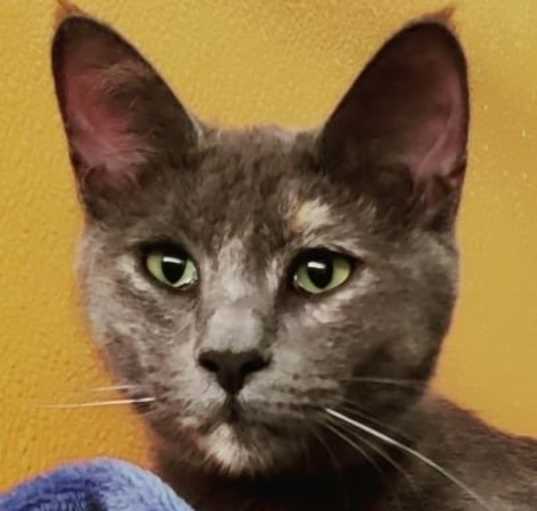 Photo of Butterscotch