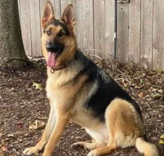 Photo of HONOR
