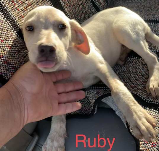 Photo of Ruby