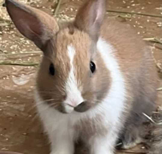 Photo of Buttercup