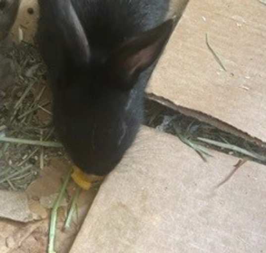 Photo of Midnight