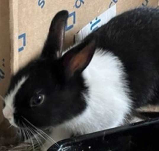 Photo of Junior