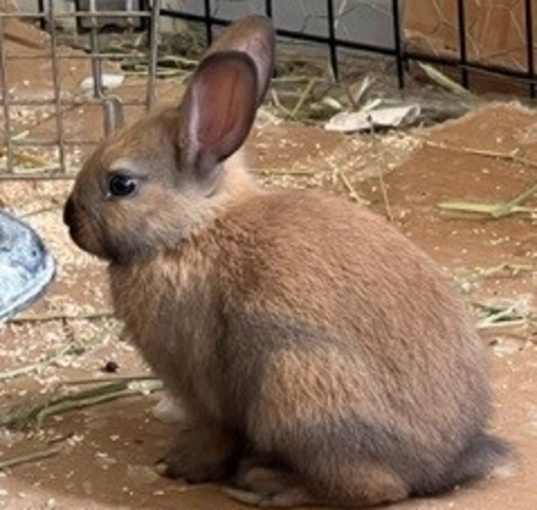 Photo of Thumper