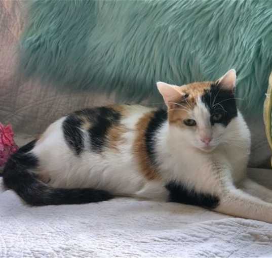 Photo of Buttercup