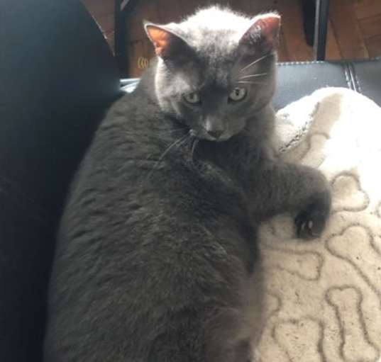 Photo of Molloy *MUST BE ADOPTED WITH M