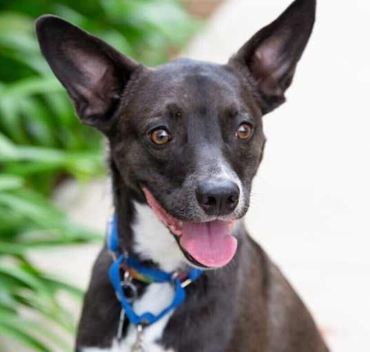 Photo of Sweet Potato pup: Orion/Berm
