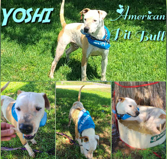 Photo of Yoshi