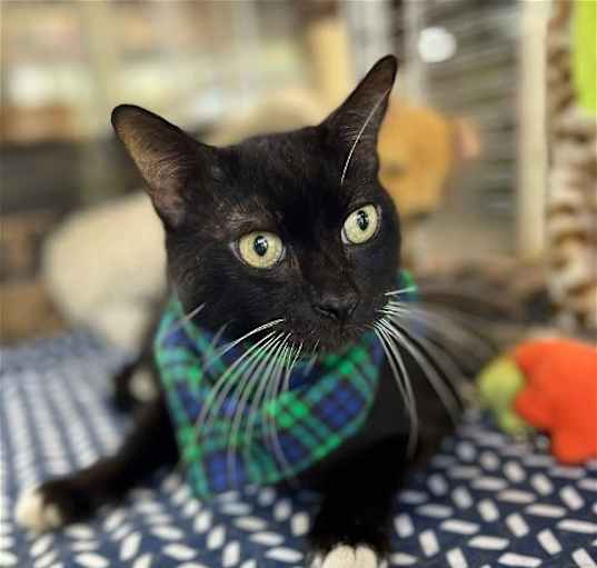 Photo of Oliver Tuxedo