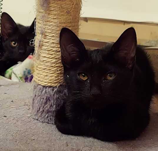 Photo of Bitzy
