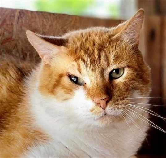 Photo of Leo