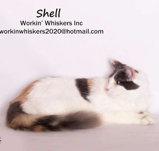 Photo of SHELL