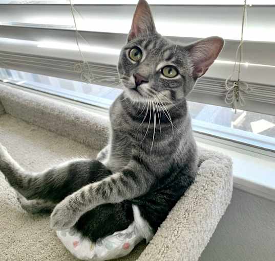 Photo of Bungee
