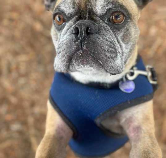 Photo of Rockie