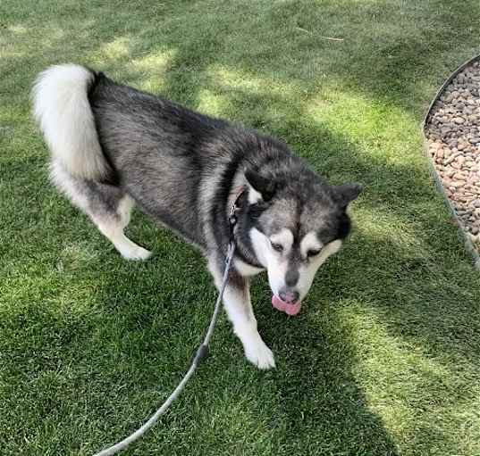 Photo of Benson