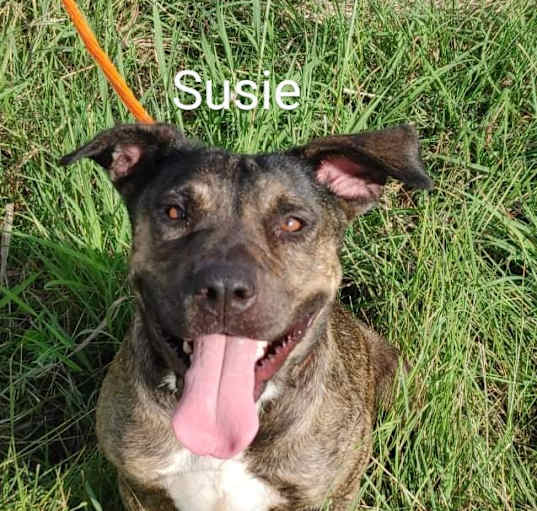 Photo of Susie