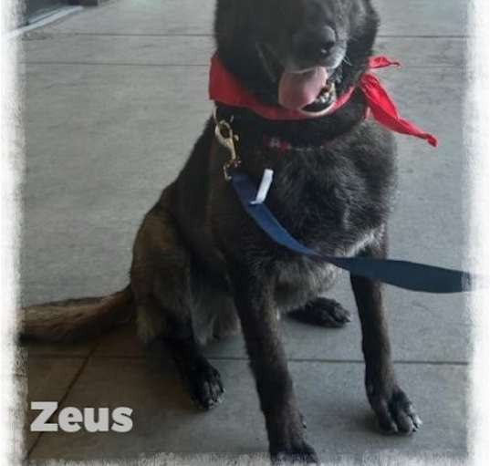 Photo of Zeus