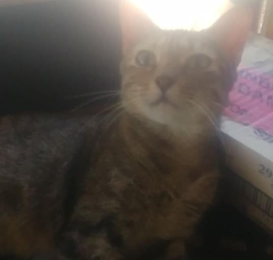 Photo of Darcy