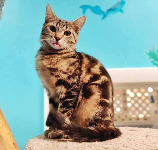 Photo of Shorty