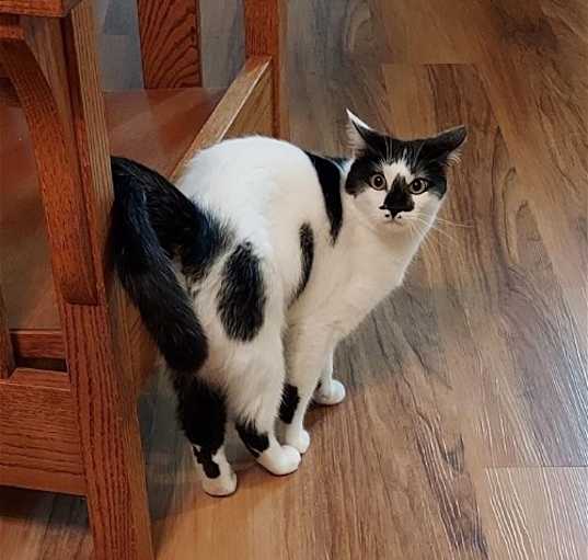 Photo of Clover