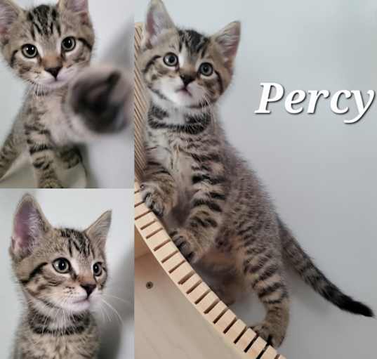 Photo of Percy