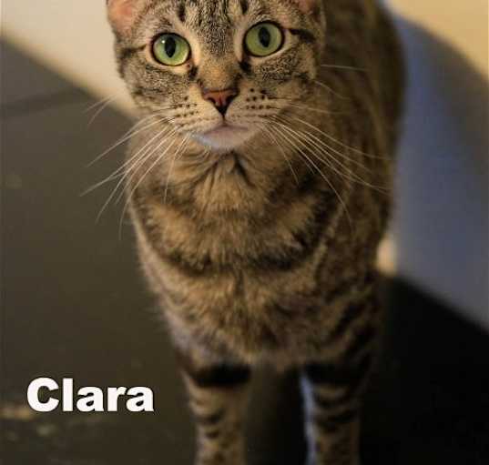 Photo of Clara (NapaHM)