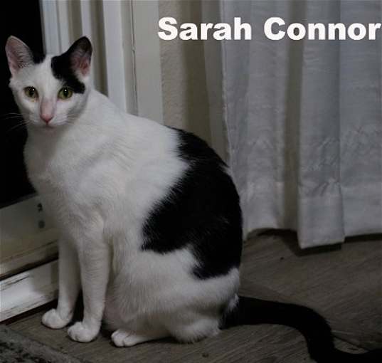 Photo of Sarah Conner (Napa HM)