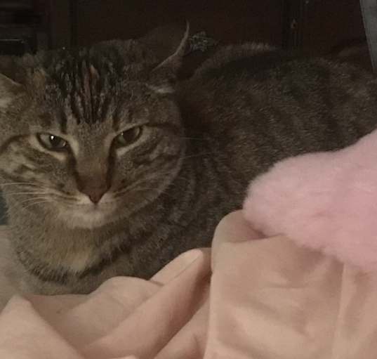 Photo of Miss Kitty