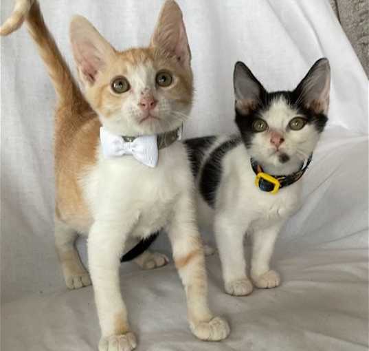 Photo of Yoda / River - Bonded Pair