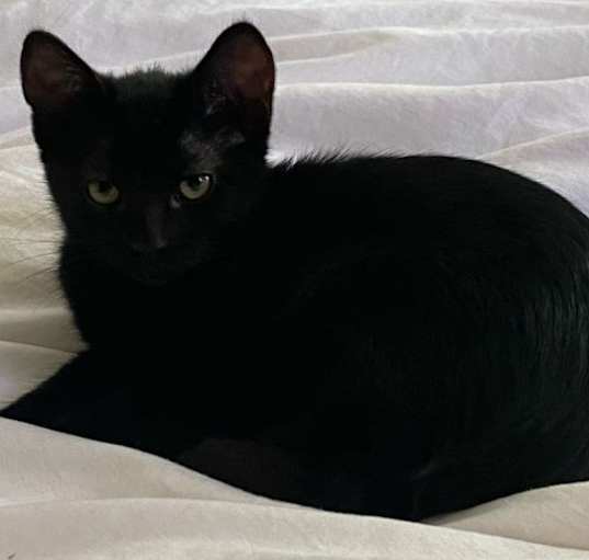 Photo of Salem