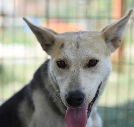 Photo of Chilli