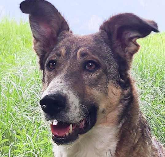 Photo of REESE - (local) so sweet (sf) tripaw