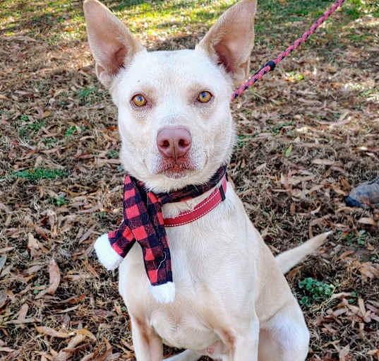 Photo of Rowdy