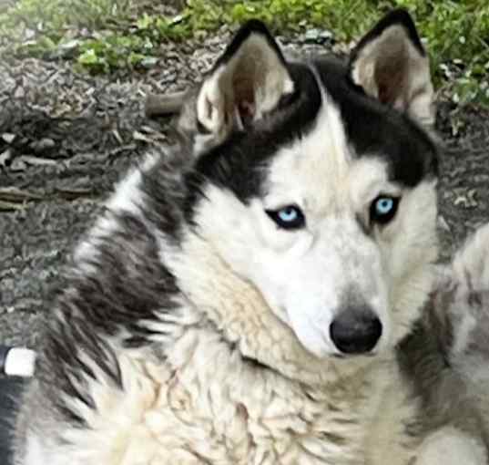 Photo of Boomer