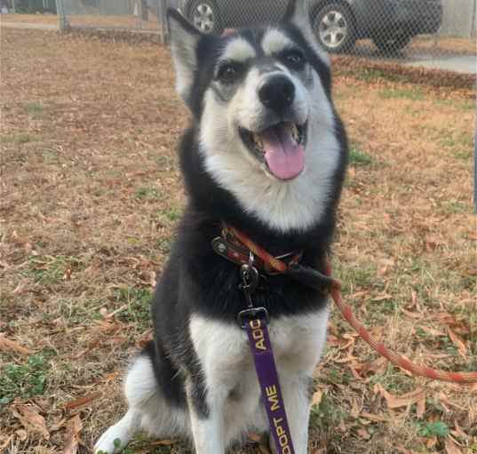 Photo of Andromache, aka Andie