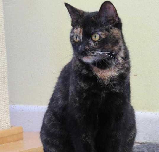 Photo of Clover