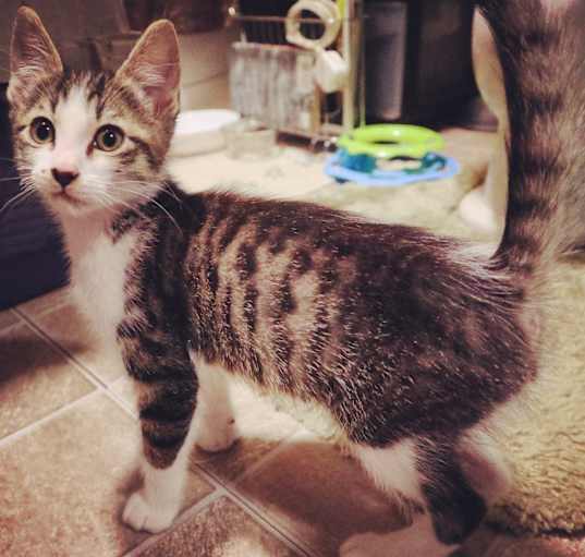 Photo of Tiny Timmy