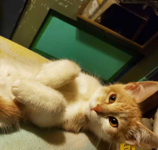 Photo of Punkin