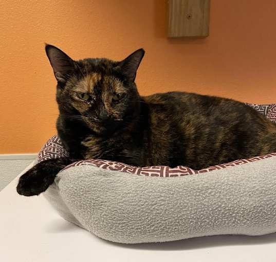 Photo of Spook