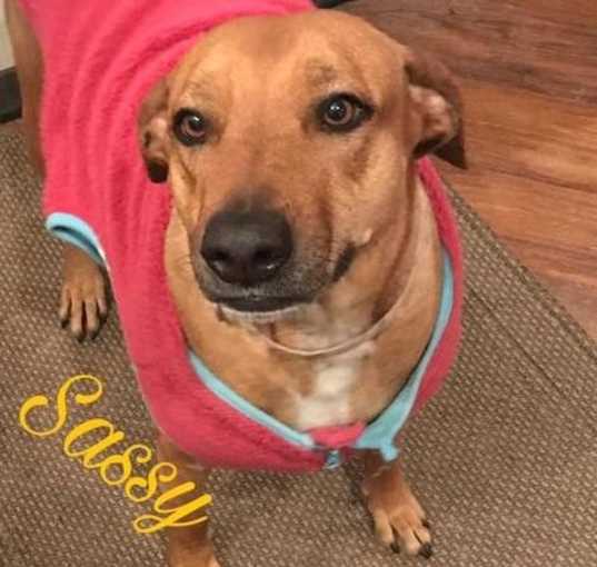 Photo of Sassy