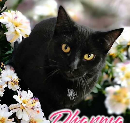 Photo of Dharma