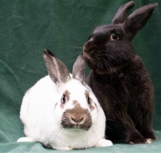Photo of Felix & Ponyo