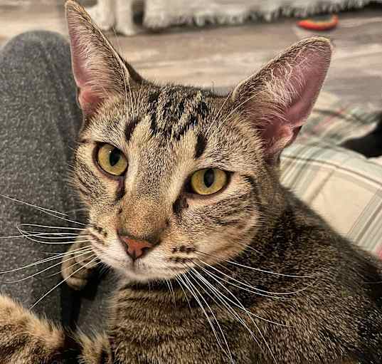 Photo of Cinnamon