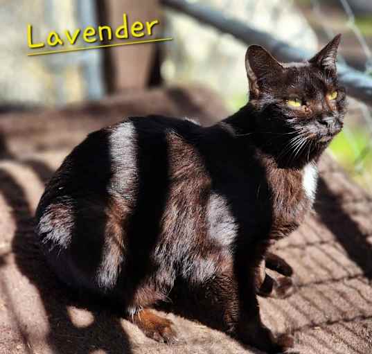 Photo of Lavender