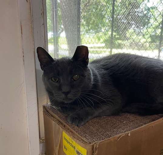 Photo of Mr. Jinx