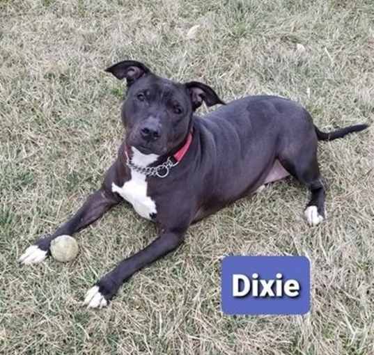 Photo of Dixie (Sponsored)