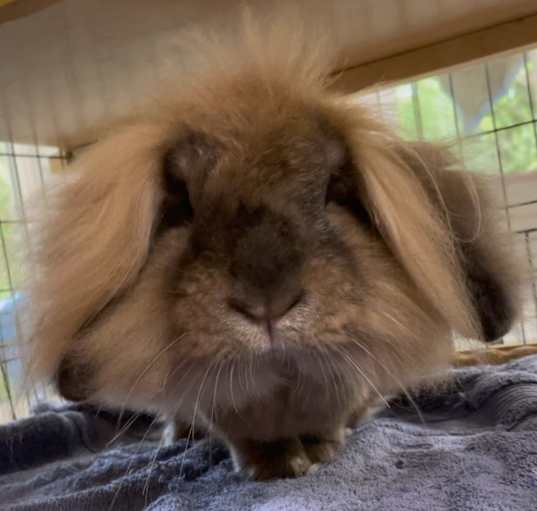 Photo of Bedhead