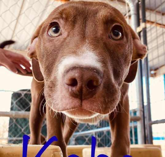 Photo of Kobe